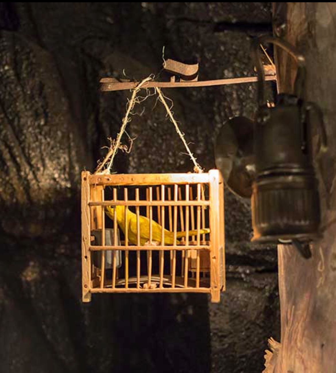 Canary In the Coal Mine